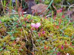 Attēlu rezultāti vaicājumam “Oxycoccus microcarpus”