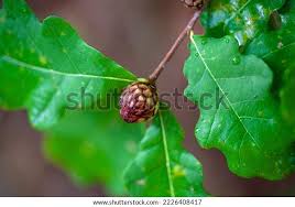 Attēlu rezultāti vaicājumam “Andricus foecundatrix”