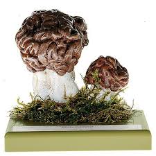 Attēlu rezultāti vaicājumam “Gyromitra esculenta”