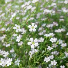 Attēlu rezultāti vaicājumam “Gypsophila fastigiata”