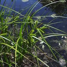 Attēlu rezultāti vaicājumam “Carex pseudocyperus female flower”