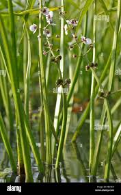 Attēlu rezultāti vaicājumam “Sagittaria sagittifolia flower”