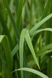 Attēlu rezultāti vaicājumam “Iris pseudacorus leaf”