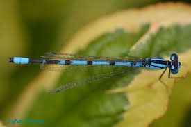 Attēlu rezultāti vaicājumam “Enallagma cyathigerum”