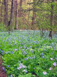 Image result for Leaves Green Bowmen