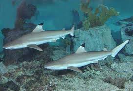 Image result for Carcharhinus melanopterus
