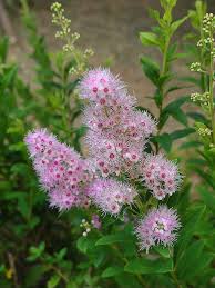 Attēlu rezultāti vaicājumam “Spiraea salicifolia”