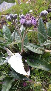 Attēlu rezultāti vaicājumam “Saussurea esthonica”