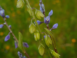 Attēlu rezultāti vaicājumam “Polygala amarella”