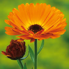 Attēlu rezultāti vaicājumam “Calendula officinalis flower”