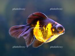 Image result for 出目金