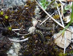 Attēlu rezultāti vaicājumam “Eilema griseola larva”