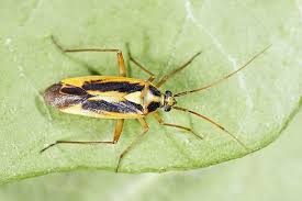 Attēlu rezultāti vaicājumam “Stenotus binotatus”