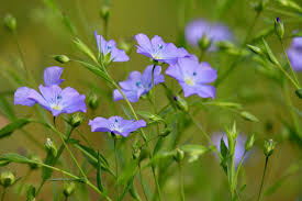 Attēlu rezultāti vaicājumam “Linum usitatissimum leaf”