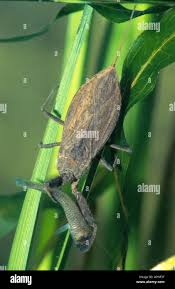 Attēlu rezultāti vaicājumam “Nepa cinerea imago”