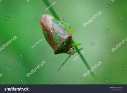 Attēlu rezultāti vaicājumam “Elasmostethus interstinctus nymph”