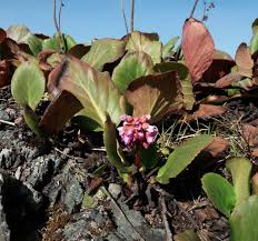 Attēlu rezultāti vaicājumam “Bergenia crassifolia”