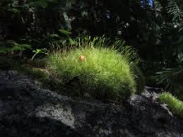 Attēlu rezultāti vaicājumam “Paraleucobryum longifolium”