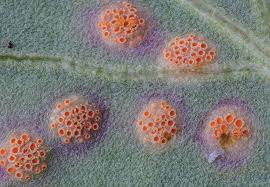 Attēlu rezultāti vaicājumam “Craterium aureonucleatum spores”