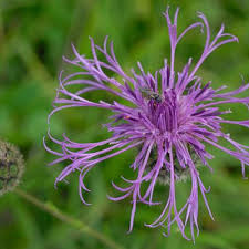 Attēlu rezultāti vaicājumam “Centaurea scabiosa bud”