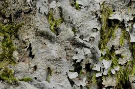 Attēlu rezultāti vaicājumam “Parmelia submontana”