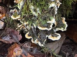 Attēlu rezultāti vaicājumam “Leucogyrophana mollusca”