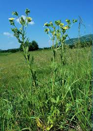 Image result for Potentilla recta