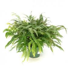 Attēlu rezultāti vaicājumam “Exobasidium splendidum”