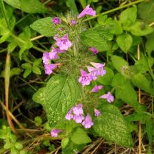 Attēlu rezultāti vaicājumam “Clinopodium vulgare flower”
