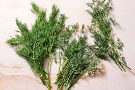 Image result for Dill