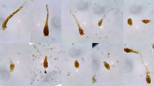 Attēlu rezultāti vaicājumam “Gyroweisia tenuis”