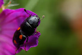 Attēlu rezultāti vaicājumam “Glischrochilus hortensis”
