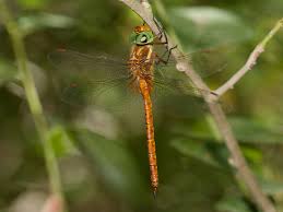 Attēlu rezultāti vaicājumam “Aeshna isoceles”