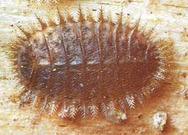 Attēlu rezultāti vaicājumam “Platypezidae”