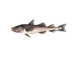 Image result for Boreogadus saida