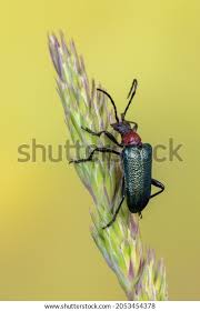 Attēlu rezultāti vaicājumam “Gaurotes virginea”