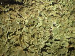 Attēlu rezultāti vaicājumam “Hypocenomyce scalaris”