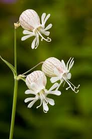 Attēlu rezultāti vaicājumam “Silene vulgaris”