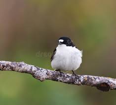 Attēlu rezultāti vaicājumam “Ficedula hypoleuca male”