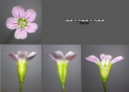 Attēlu rezultāti vaicājumam “Gypsophila muralis”