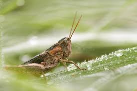 Attēlu rezultāti vaicājumam “Chortippus sp.”