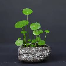 「銅錢草」的圖片搜尋結果