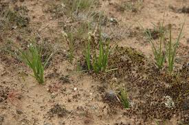 Attēlu rezultāti vaicājumam “Carex arenaria”
