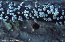 Attēlu rezultāti vaicājumam “Badhamia affinis spores”