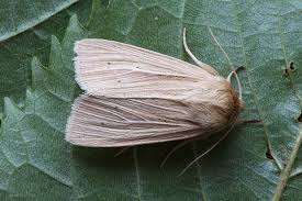 Attēlu rezultāti vaicājumam “Mythimna impura”