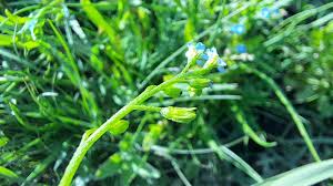 Attēlu rezultāti vaicājumam “Myosotis laxa subsp. baltica”