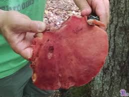 Attēlu rezultāti vaicājumam “Fistulina hepatica”