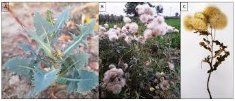 Attēlu rezultāti vaicājumam “Cirsium acaule fruit”