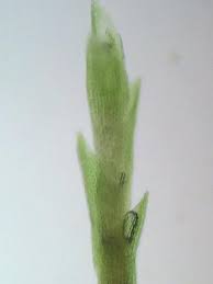 Attēlu rezultāti vaicājumam “Dicranum flagellare”