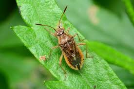 Attēlu rezultāti vaicājumam “Rhopalus maculatus imago”